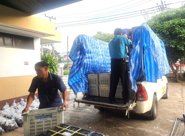 กระจายผลไม้ “มังคุด” พารามิเตอร์รูปภาพ 3